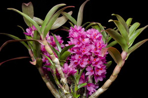 Dendrobium Hihiki 'Sandra's Delight' CCE 95